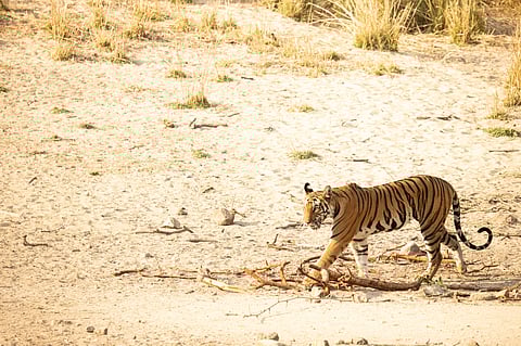 The Tala Zone of Bandhavgarh
