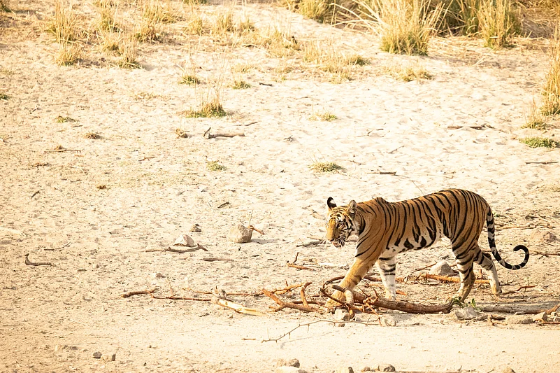 The Tala Zone of Bandhavgarh