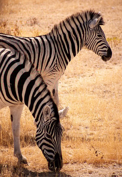A shot of Burchell's Plains zebras at Etosha National Park