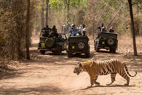 A tiger prowls as safari jeeps stand in the background
