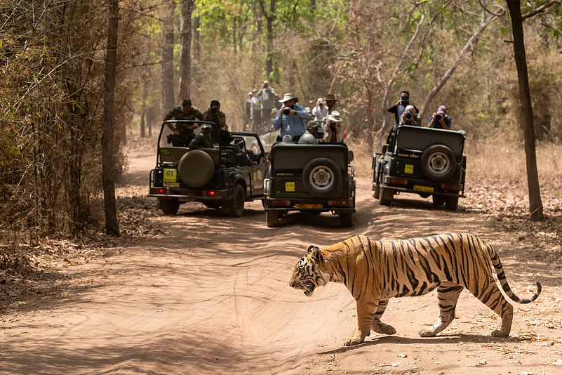 A tiger prowls as safari jeeps stand in the background