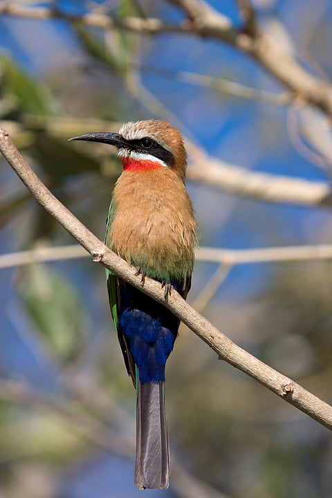White-fronted bee-eater (Merops bullockoides), Chobe National Park