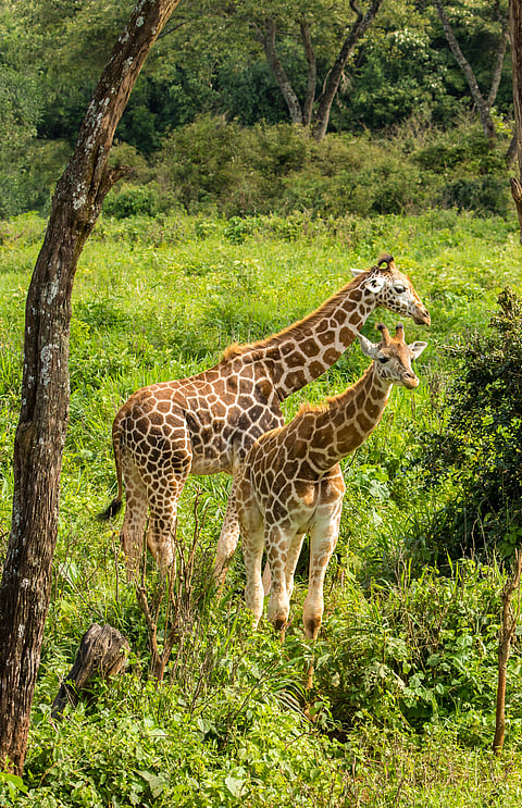 Giraffes in Maasai Mara National Reserve