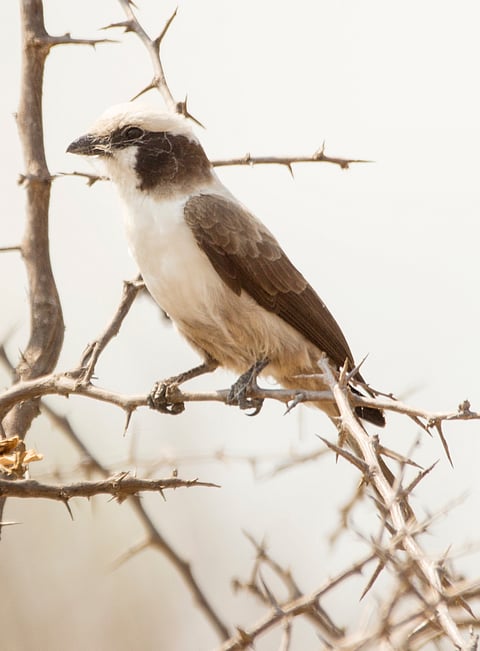 Southern White Crowned Shrike in Kruger National Park