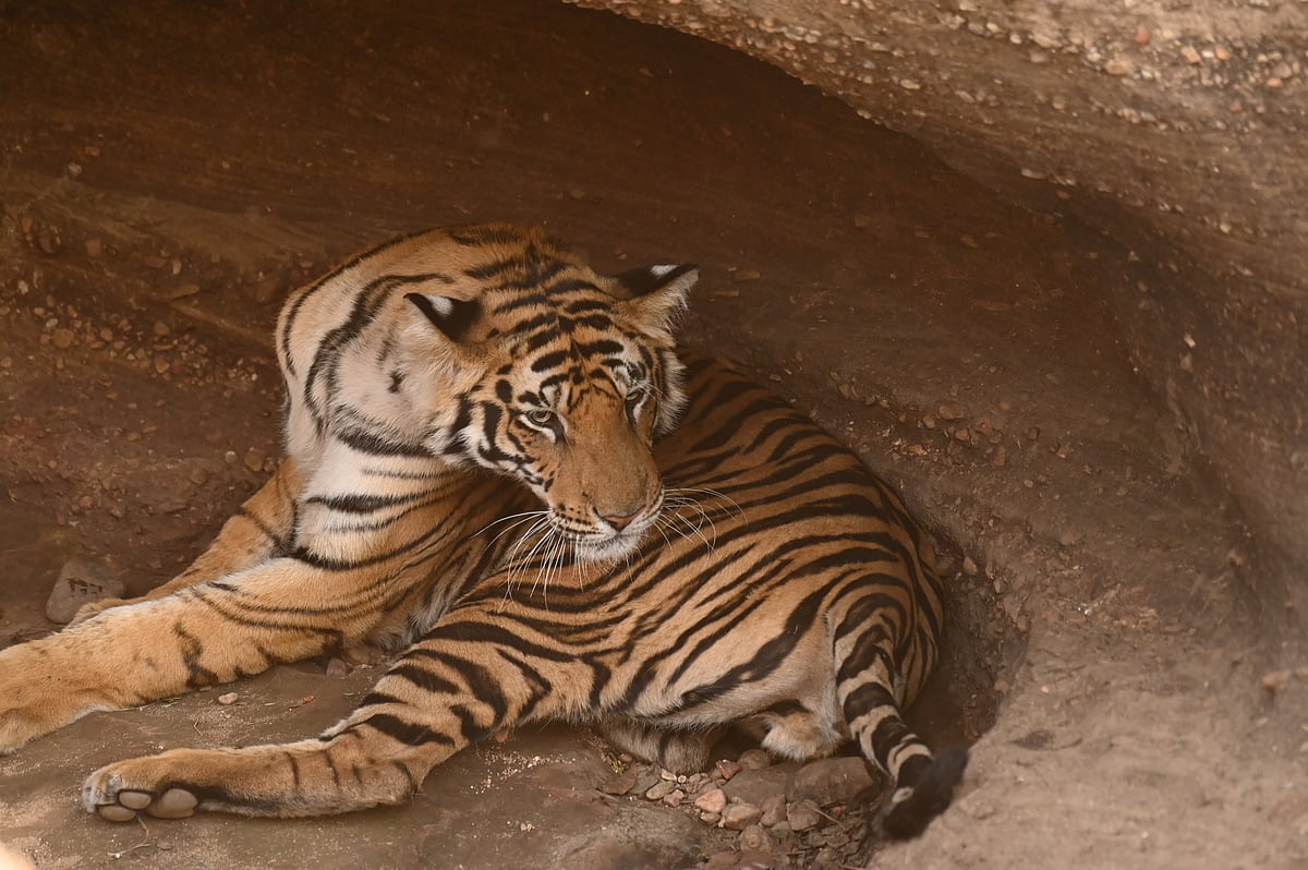 A tiger cleans itself at the Khitauli Zone of Bandhavgarh