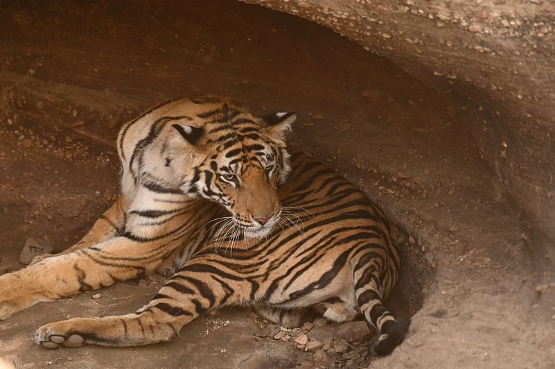 A tiger cleans itself at the Khitauli Zone of Bandhavgarh