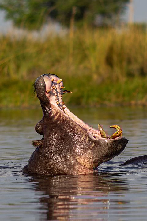 Hippo showing his teeth in Okavango Delta