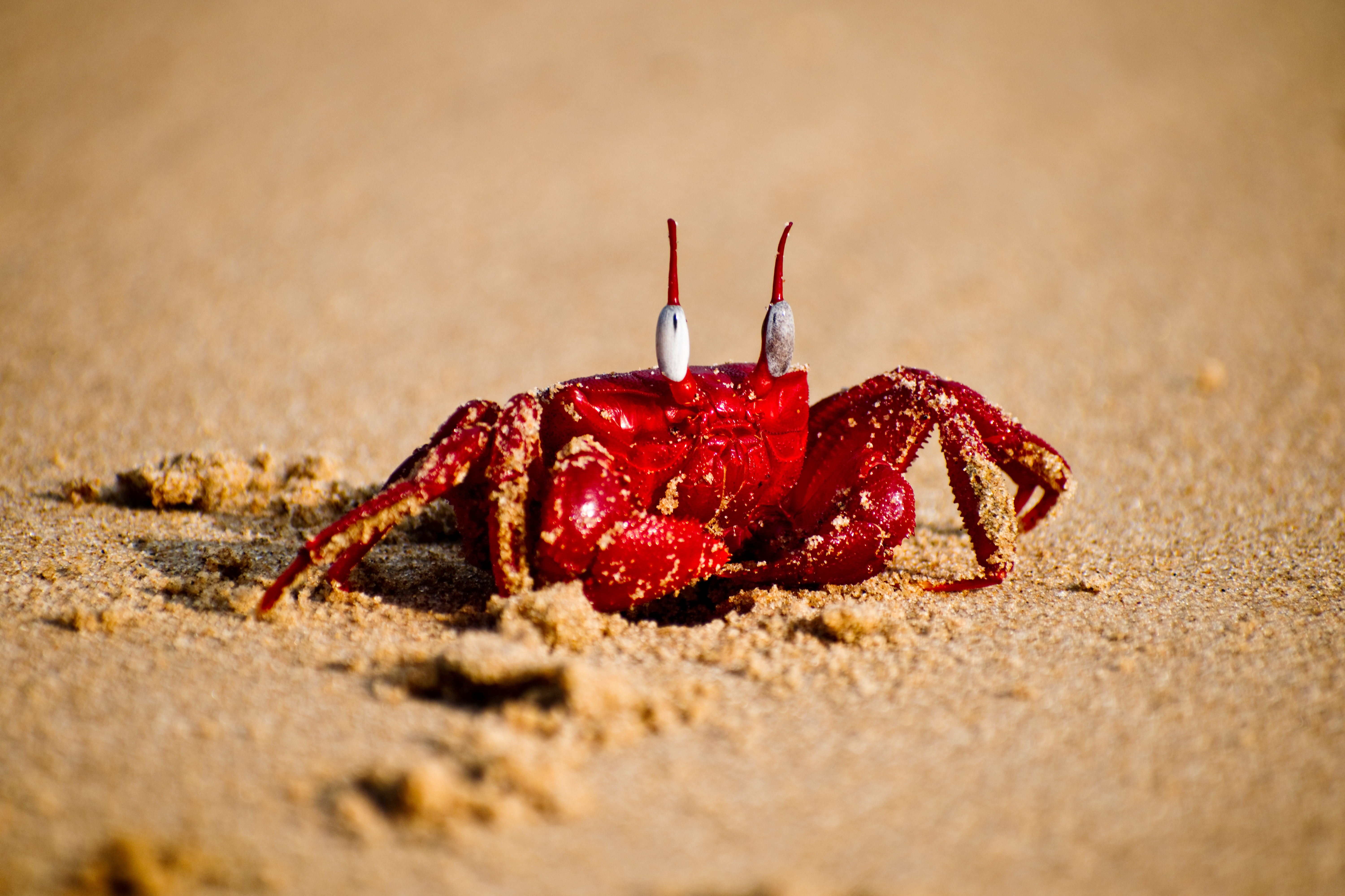 Red crab at Chandipur Beach