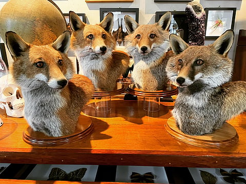 Four fox busts at Wunderkammer