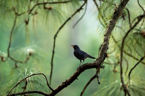Blue whistling thrush or Myophonus caeruleus