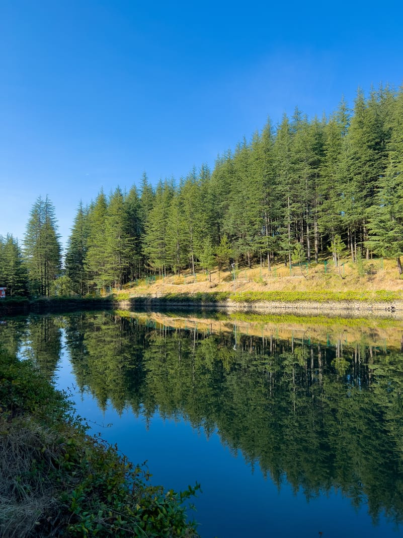 Beautiful reflection of pine trees over Tani-Jubbar Lake, Narkanda, Himachal Pradesh