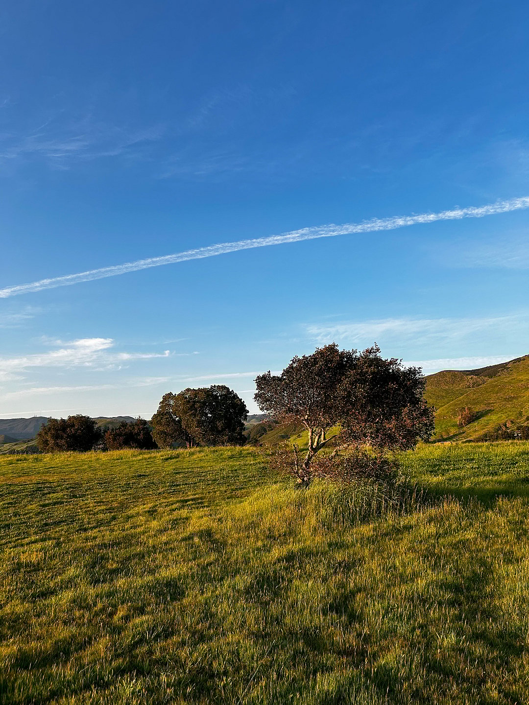 Top of green Terrace Hill in San Luis Obispo at sunset
