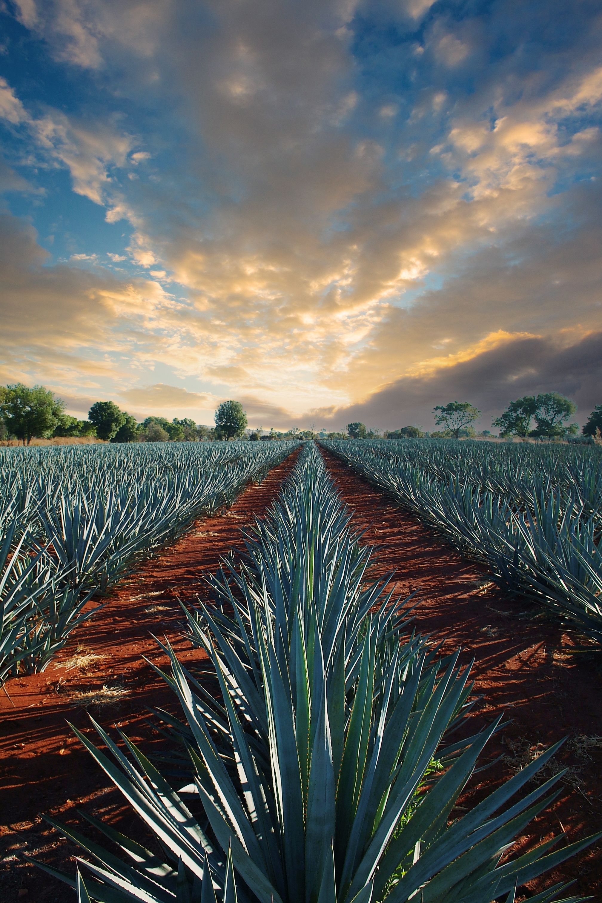 Agave tequila landscape to Guadalajara, Jalisco, Mexico