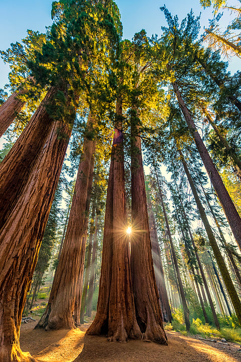 A view from inside the Sequoia National Parks