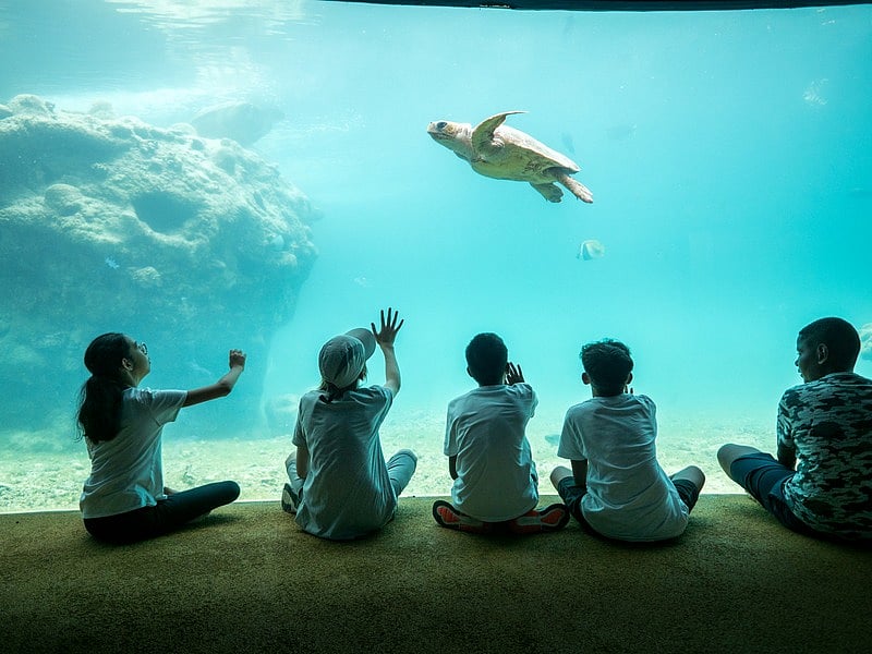The Musée océanographique de Monaco is renowned worldwide for its expertise in marine science