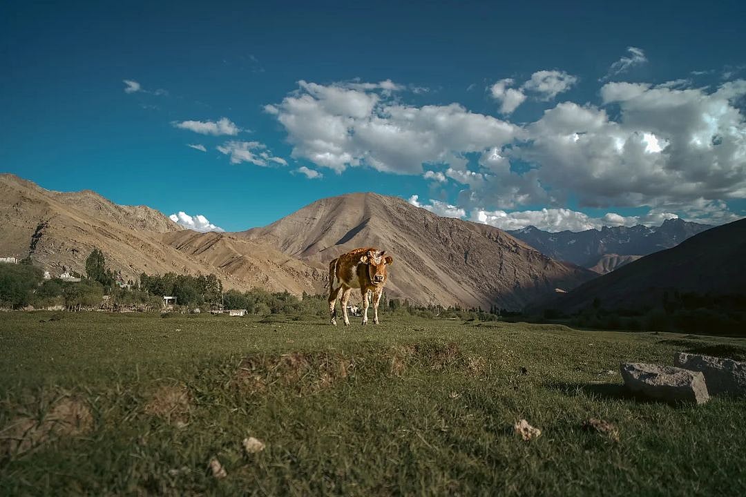 A cow stands in the front of towering hills in Uleytokpo