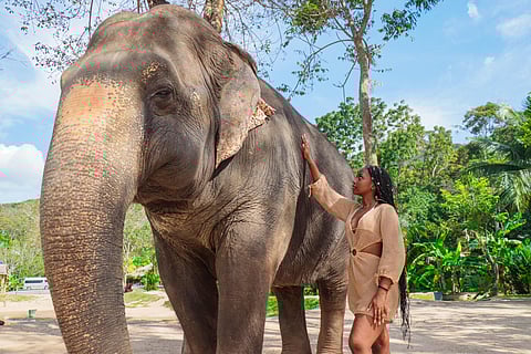 Elephants at the Green Elephant Sanctuary Park do not give rides to tourists and are not enclosed in chains