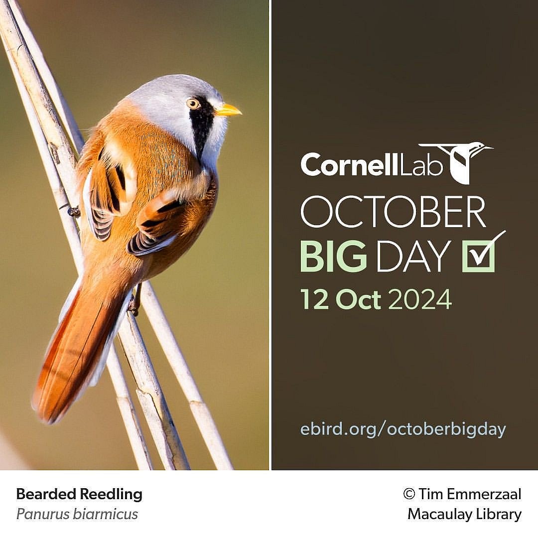October 12th 2024 marks the eBird October Big Day—one of the biggest global birding events of the year