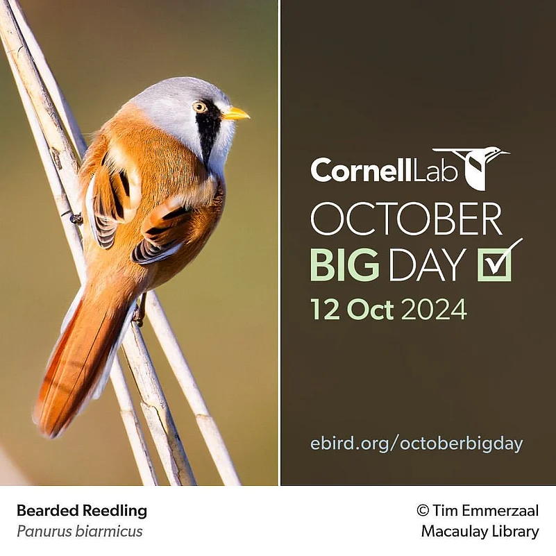 October 12th 2024 marks the eBird October Big Day—one of the biggest global birding events of the year