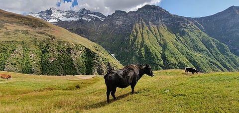 Hudan Bhatori, Pangi Valley, Himachal Pradesh
