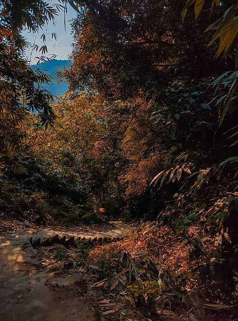 The foliage of the Narpuh Reserved Forest