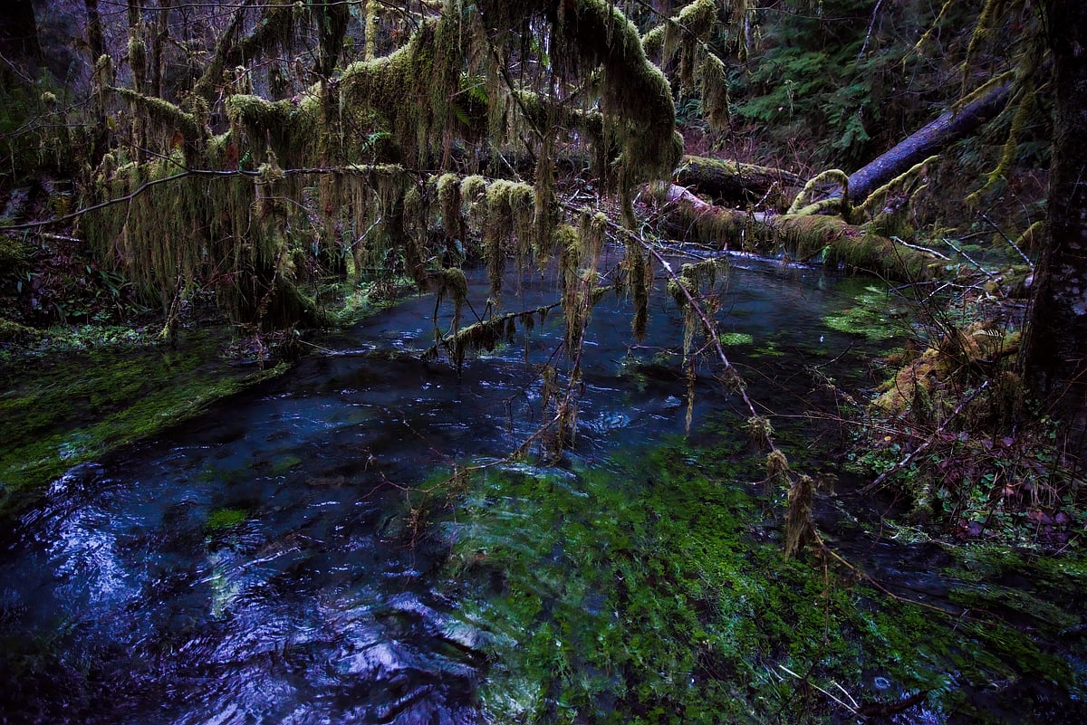 Hoh Rainforest, US