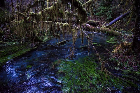 Hoh Rainforest, US