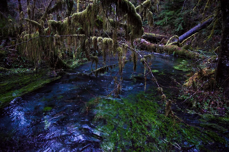 Hoh Rainforest, US