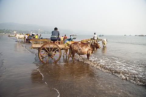 Bullock carts wait to collect the catch from fishing boats at Harnai 