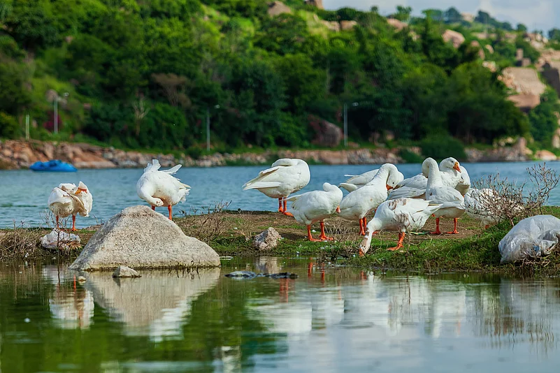 Ducks at Durgam Cheruvu Lake, Hyderabad