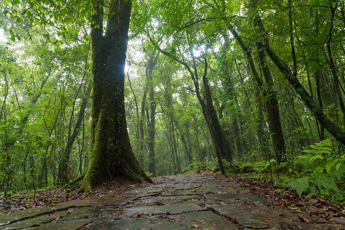 Mawphlang Sacred Forest