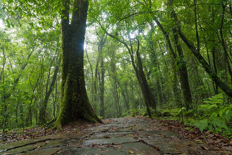 Mawphlang Sacred Forest