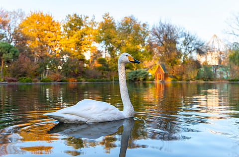 A swan swims in a pond at the Botanical Garden