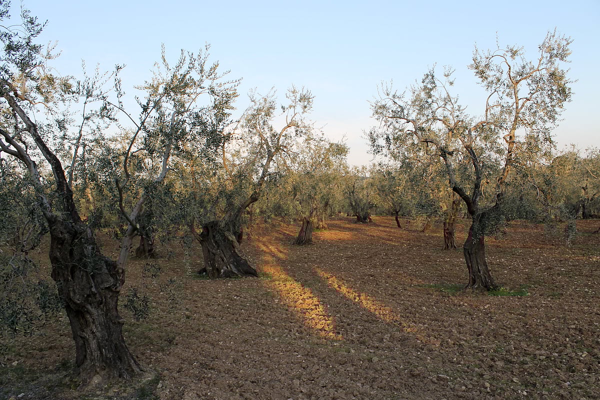 Olive groves in Puglia