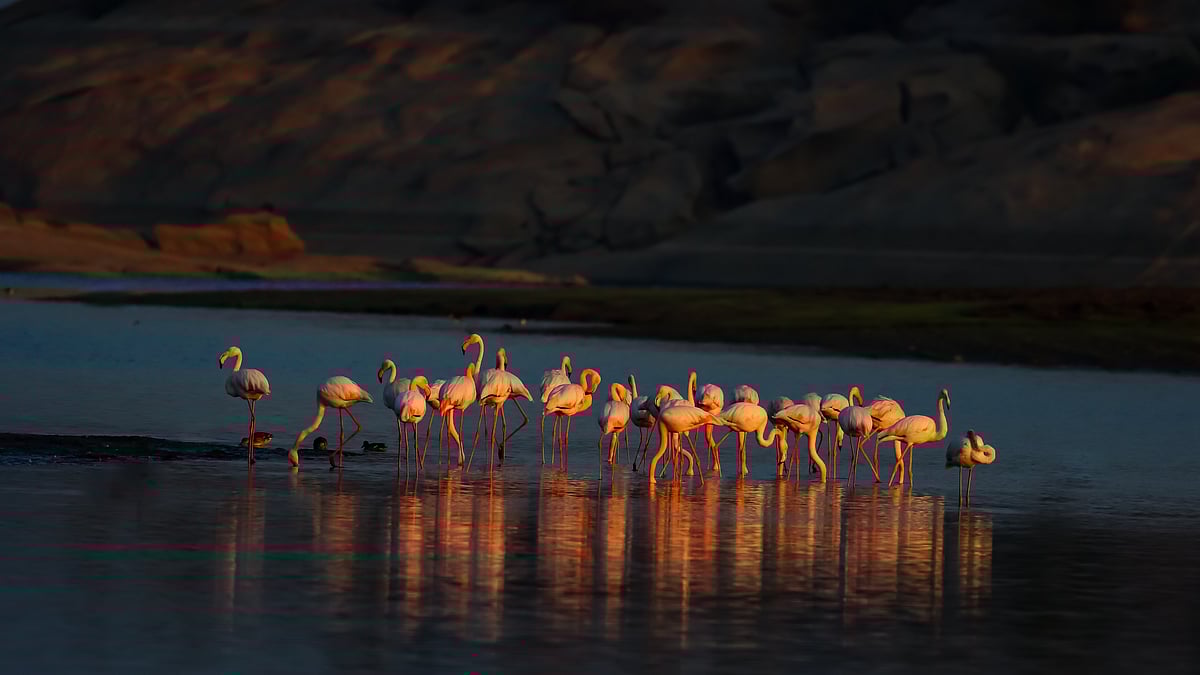 Lesser flamingos in Jawai