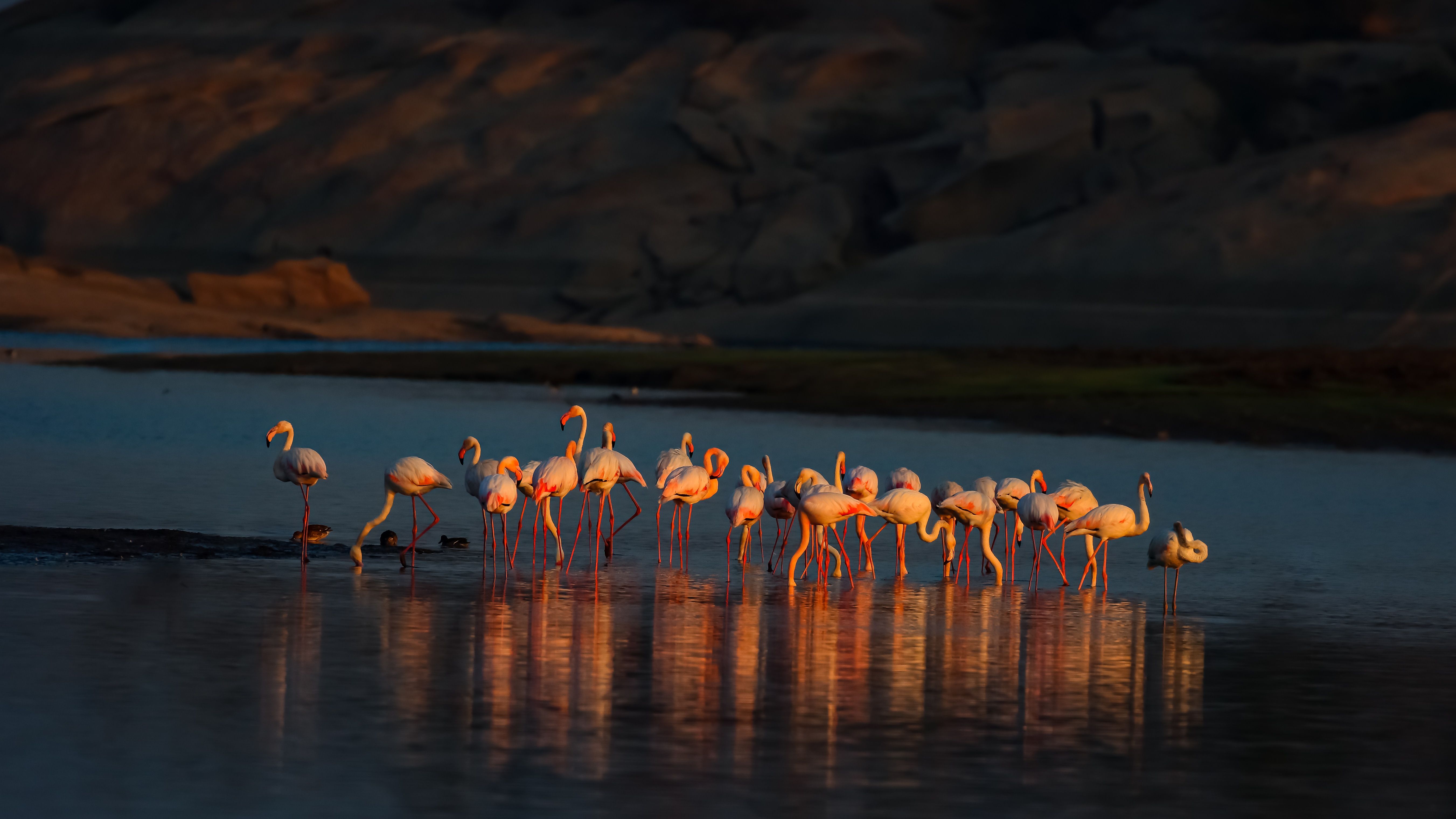 Lesser flamingos in Jawai