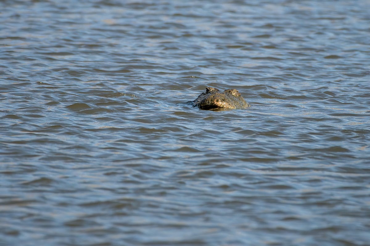 A marsh crocodile in the Jawai Bandh