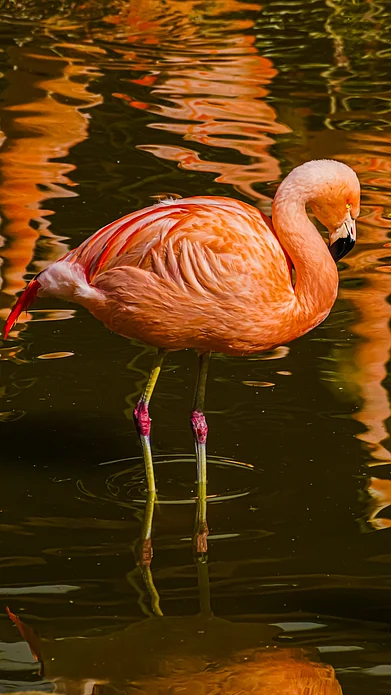 Shutterstock : A Greater Flamingo stands in water at a wetland