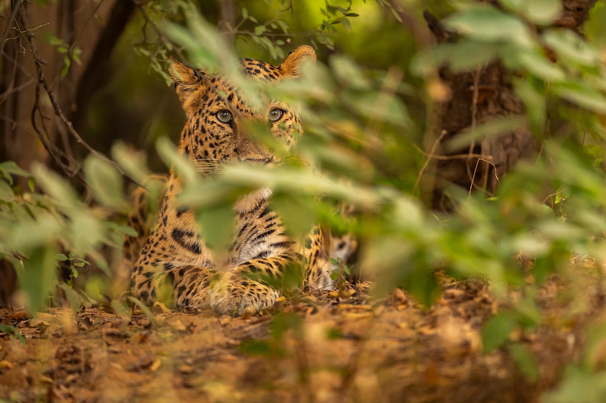Representative image; the 1,000-acre zoological park near Hyderabad, which will house animals and birds from different regions
