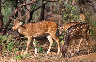 Shutterstock.com : Representative Image; Anant Ambanis Vantara has been referenced as a model for the zoological park