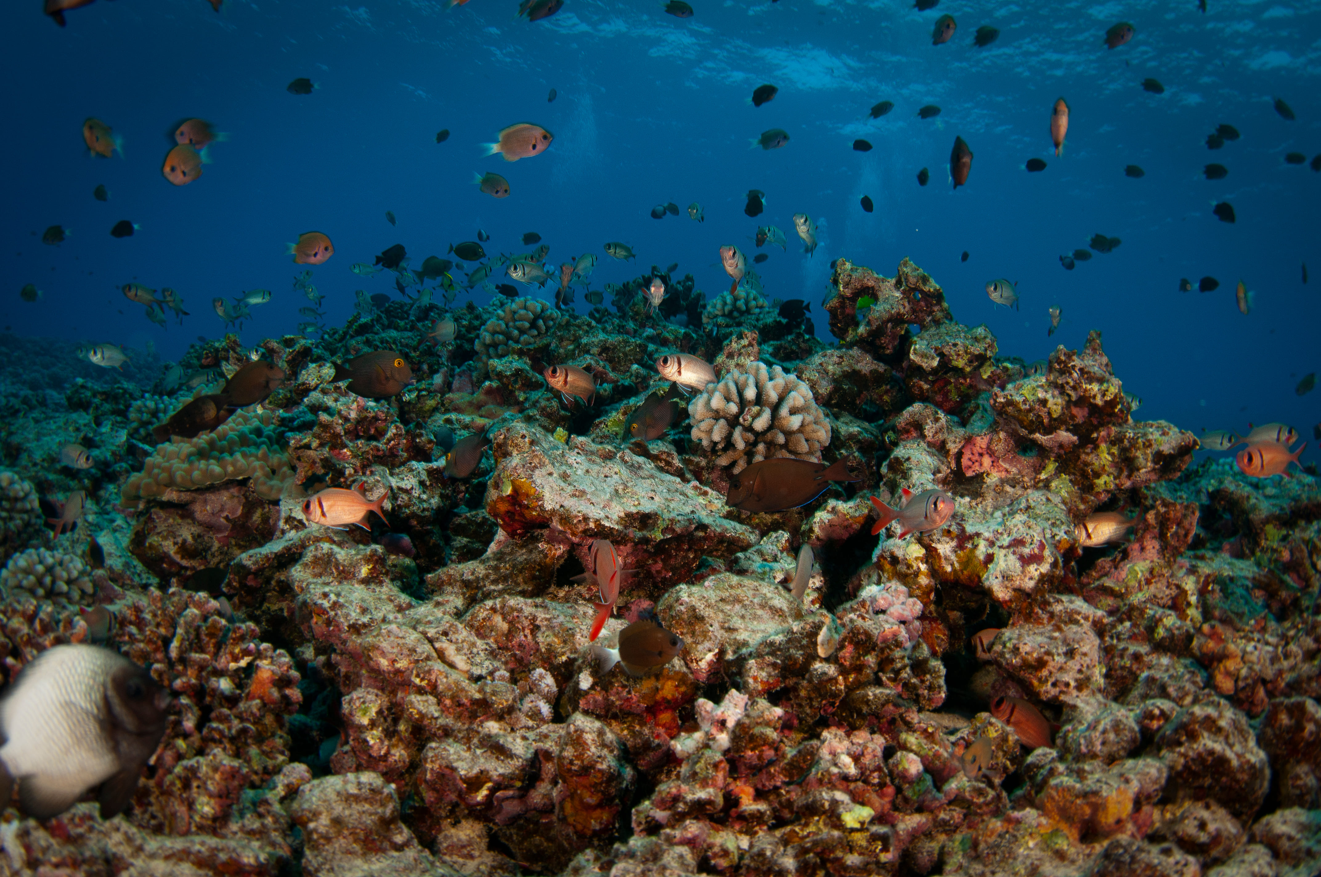 The coral reefs of Molokini, a small, moon-shaped island located on Mauis southwestern coast