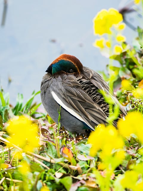 A common teal at a pond