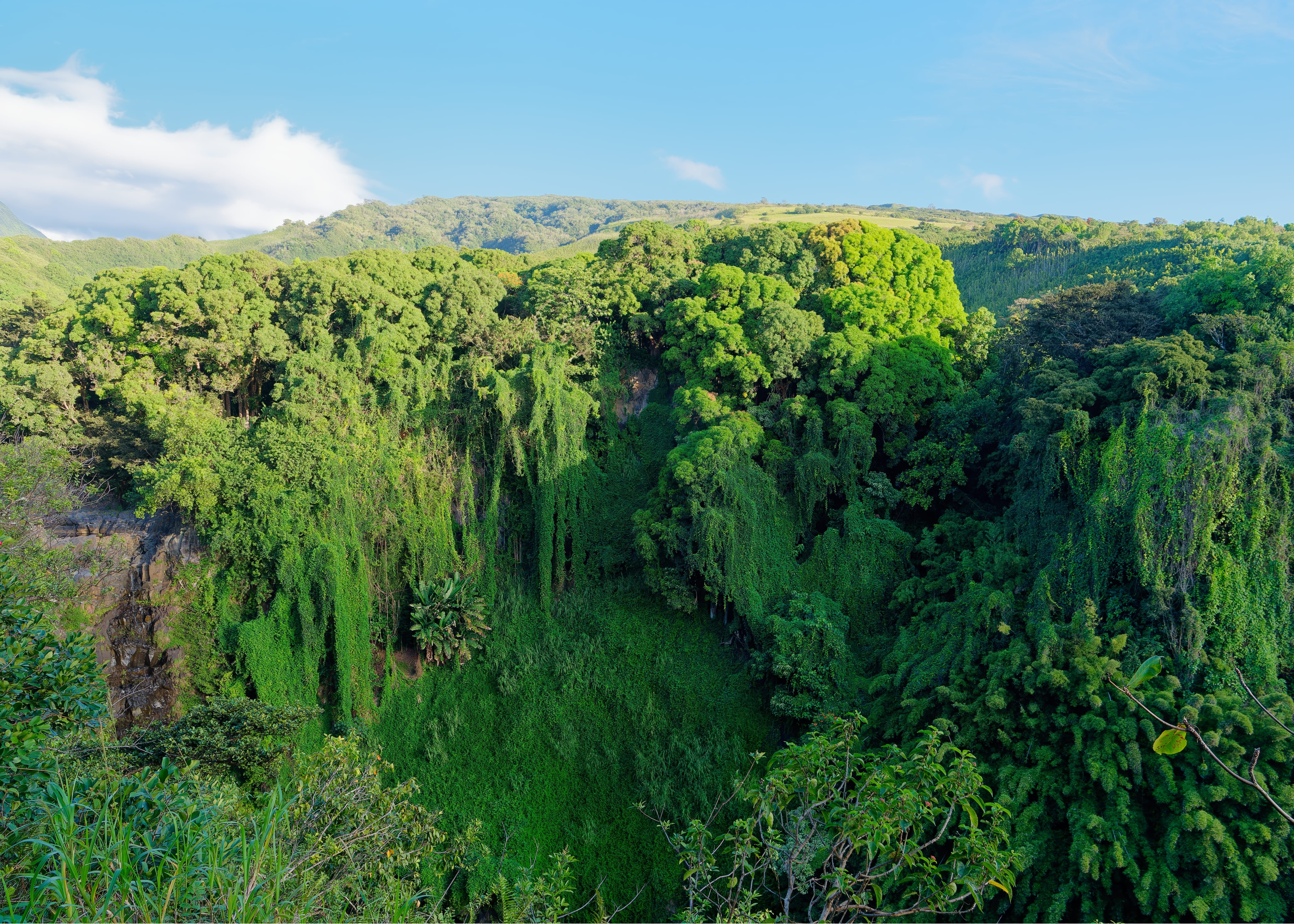 A forested hill seen during the Pīpīwai Trail