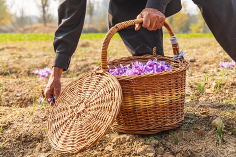 Man with a basket of saffron crocus flowers in a field in Jammu and Kashmir