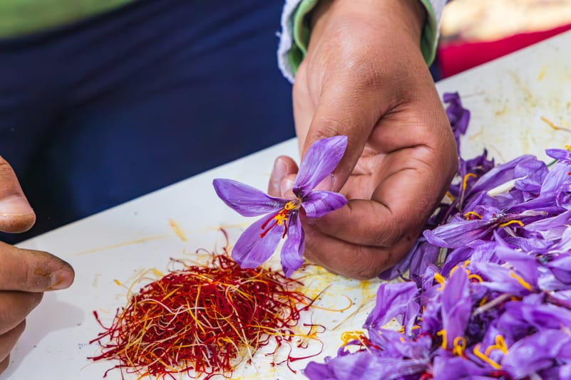 Pistils from saffron crocus flowers in Jammu and Kashmir