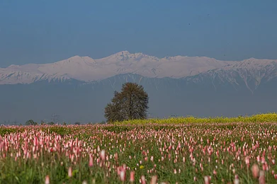 @basiitzargar/x : A view of the captivating fields of Pampore