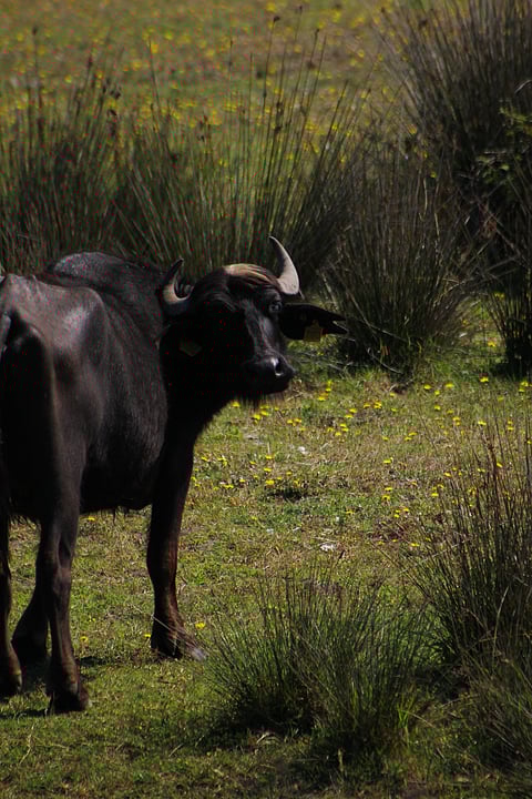 A Wild Water Buffalo looks back into the camera