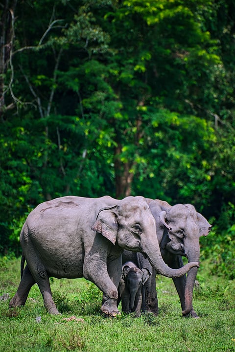 An Asian Elephant family strolling in a jungle