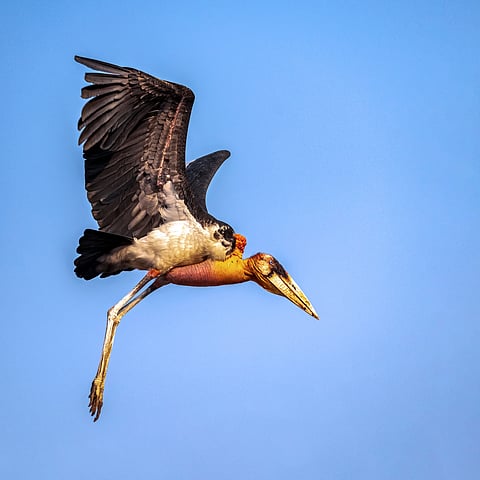 A view of a Greater Adjutant Stork in flight