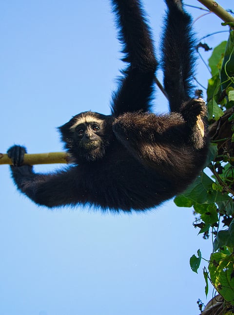 A Hoolock Gibbon hangs from a tree